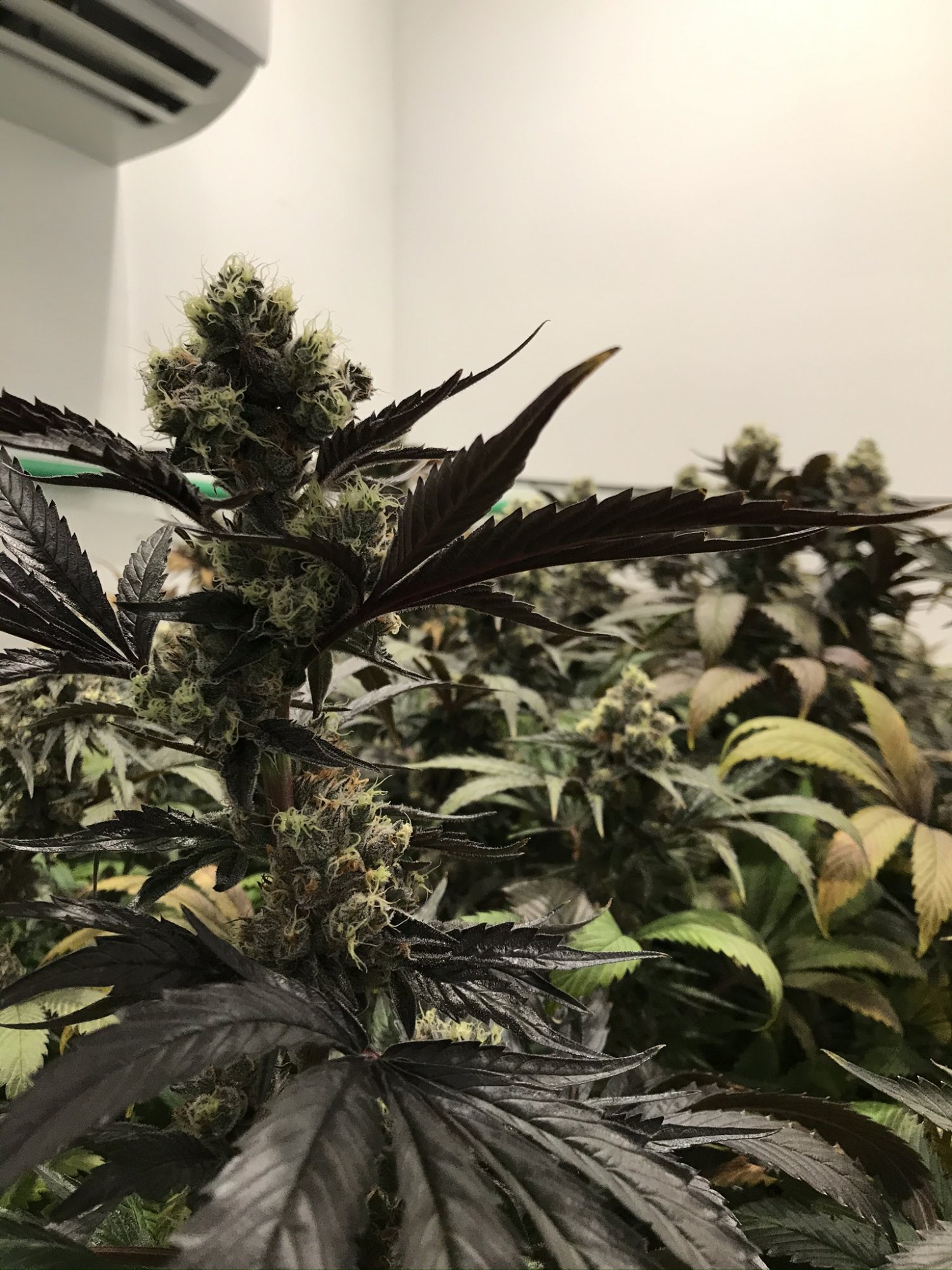 Gelato 19