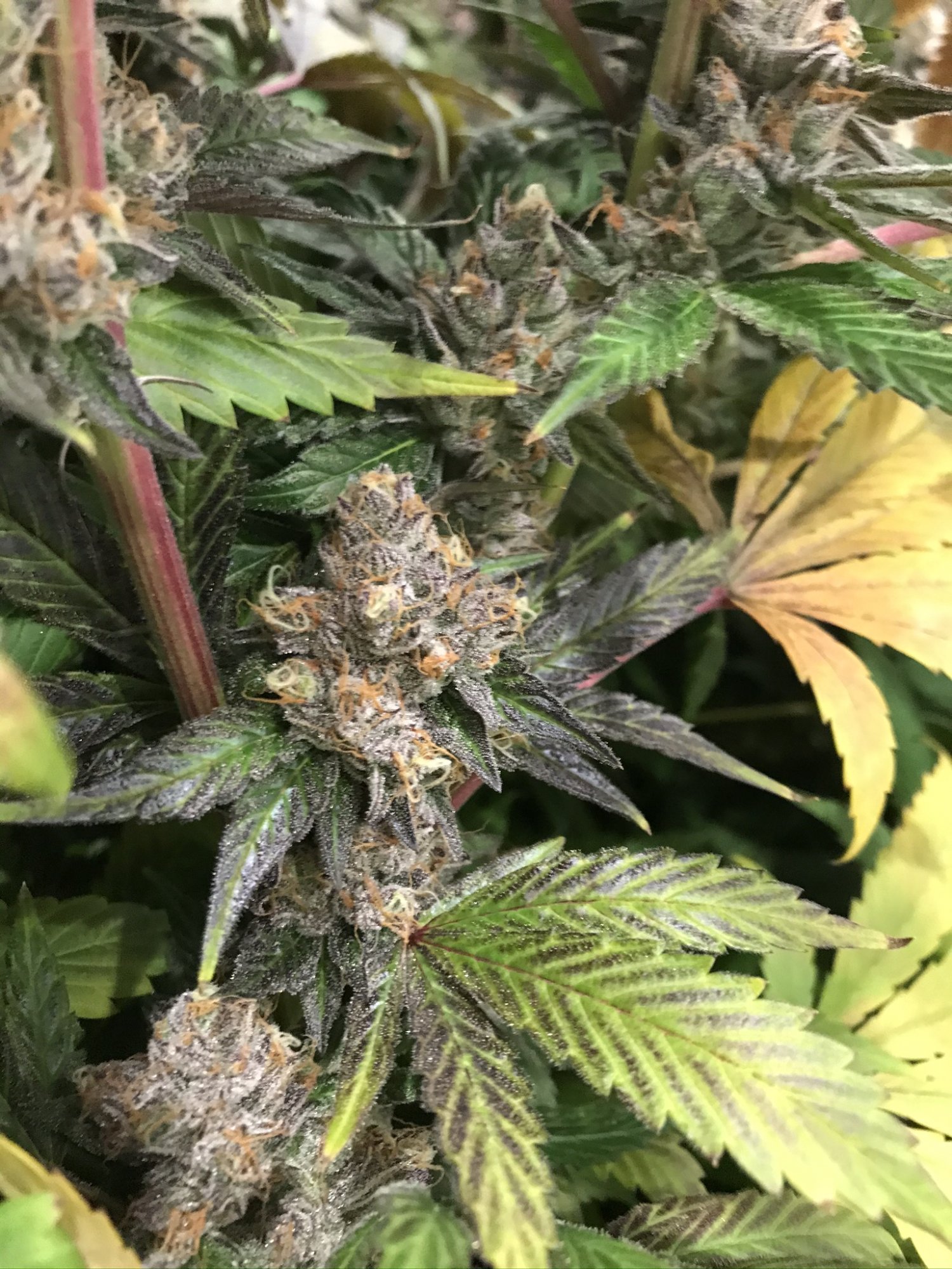 Gelato 2