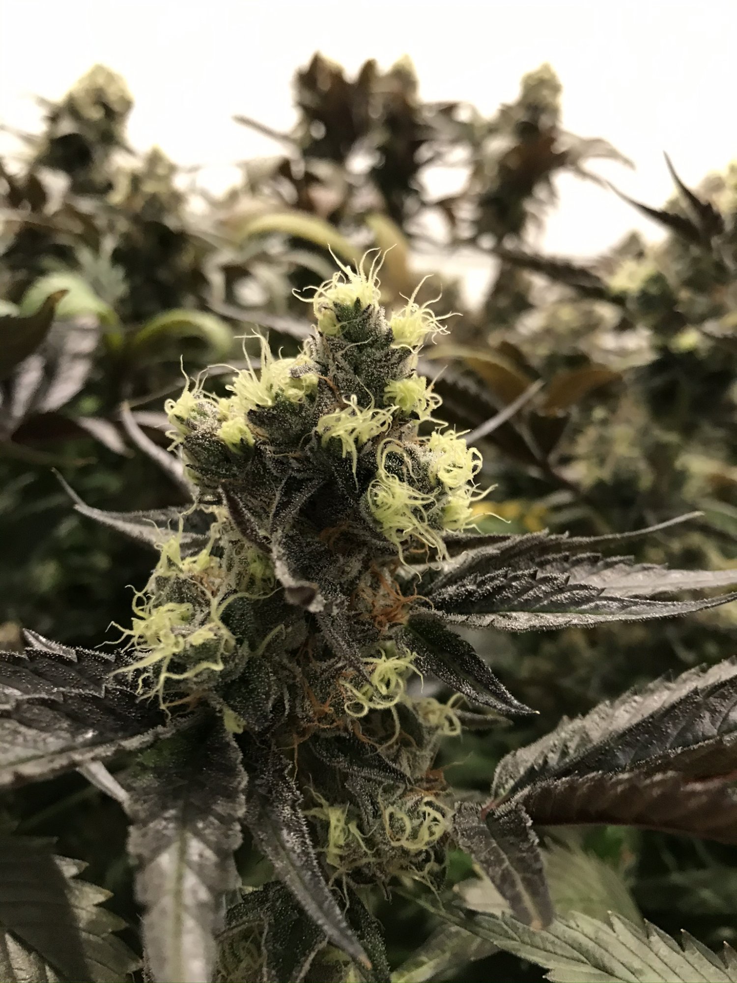 Gelato 20
