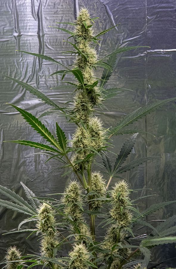 Gelato 28 Feb