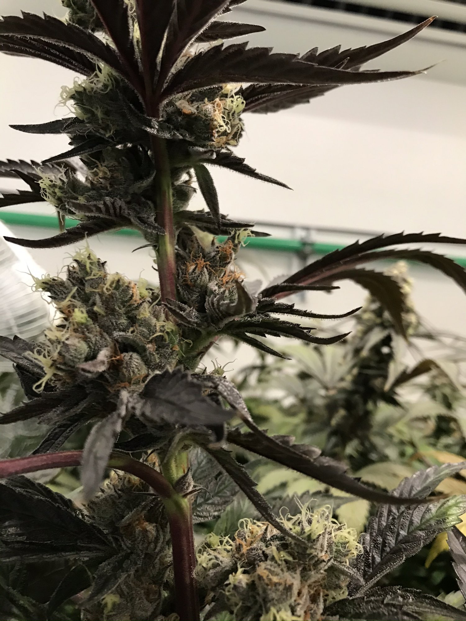 Gelato 3