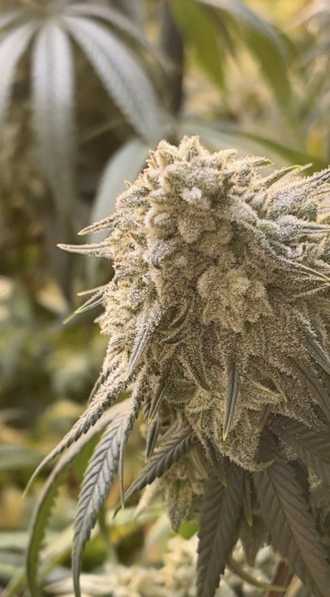 Gelato 33 buds never having hairs 2