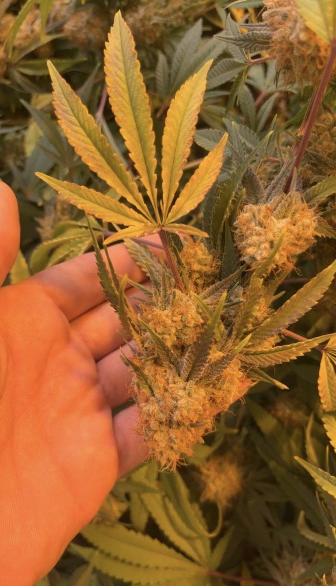 Gelato 33 buds never having hairs 3