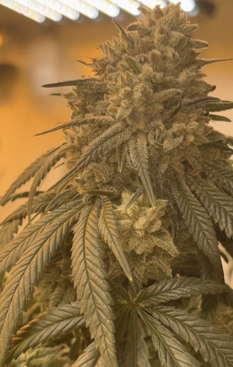 Gelato 33 buds never having hairs