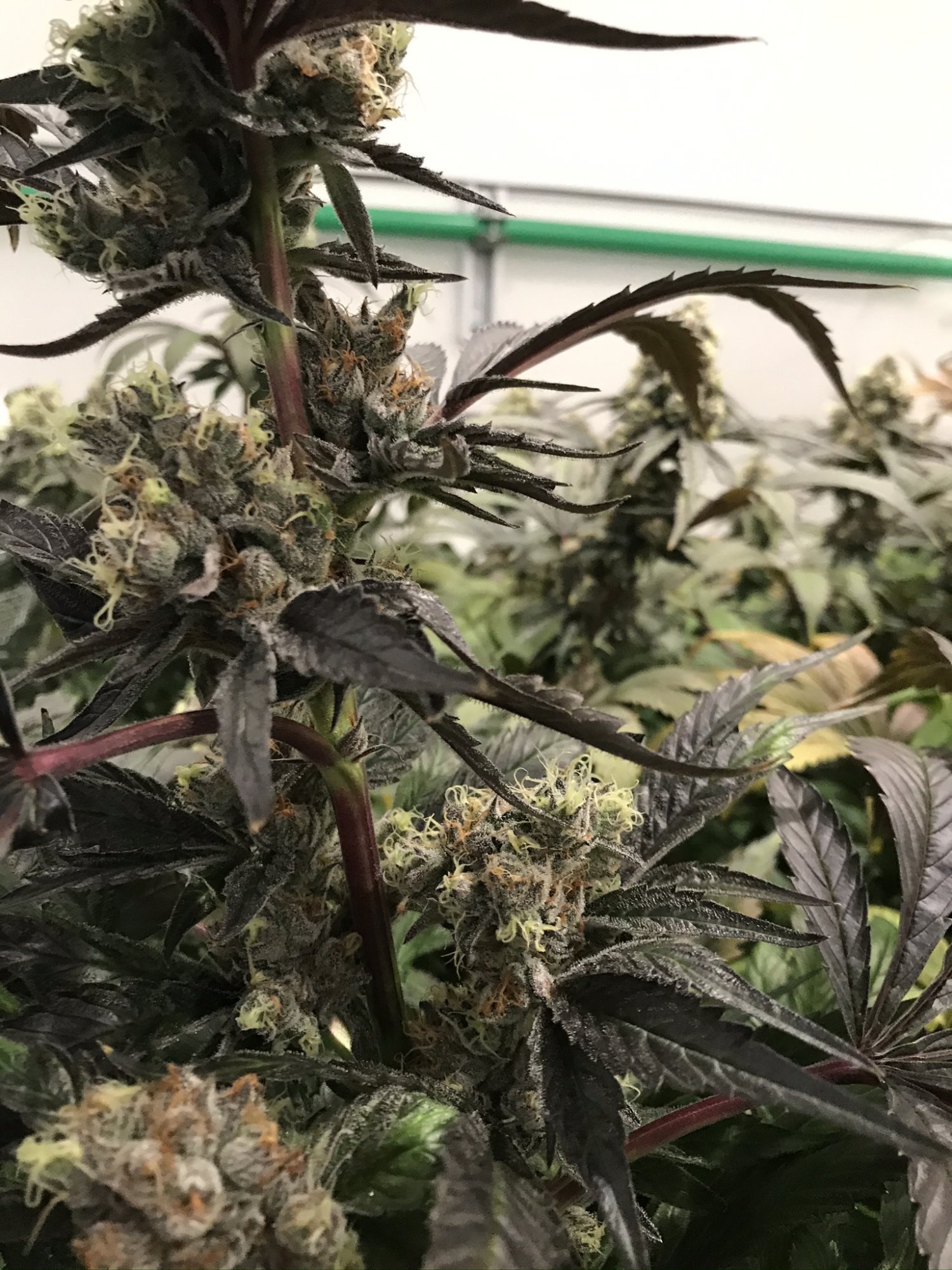 Gelato 4