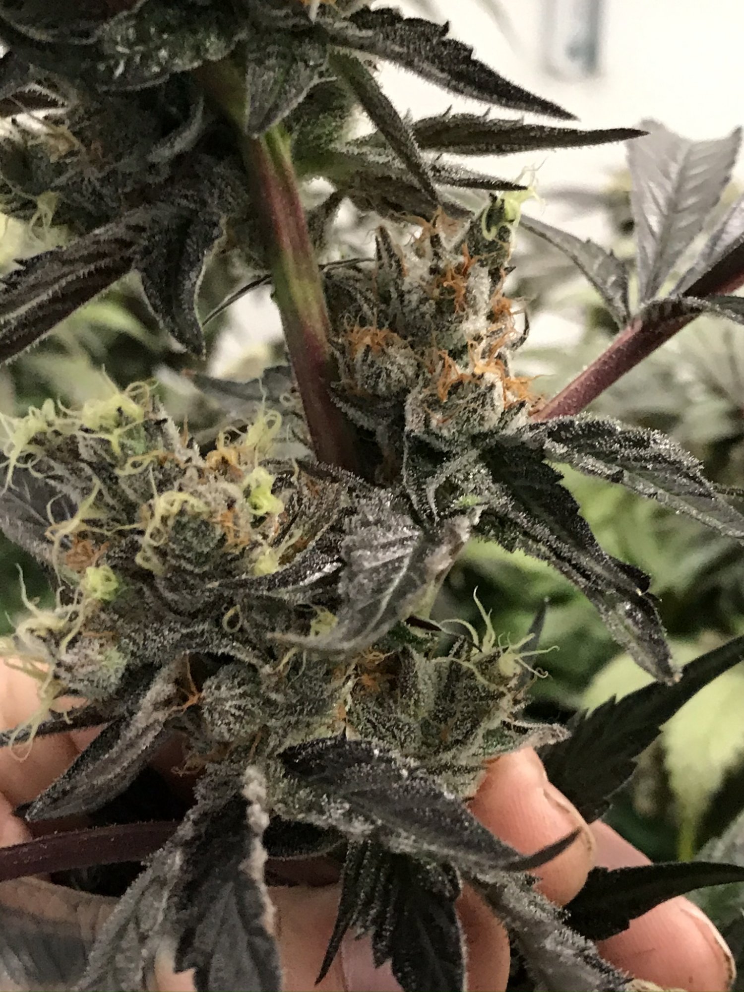 Gelato 5