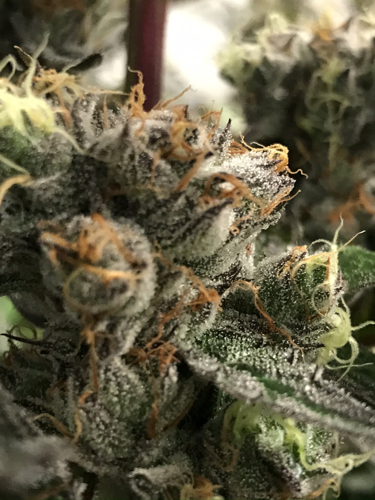 Gelato 6