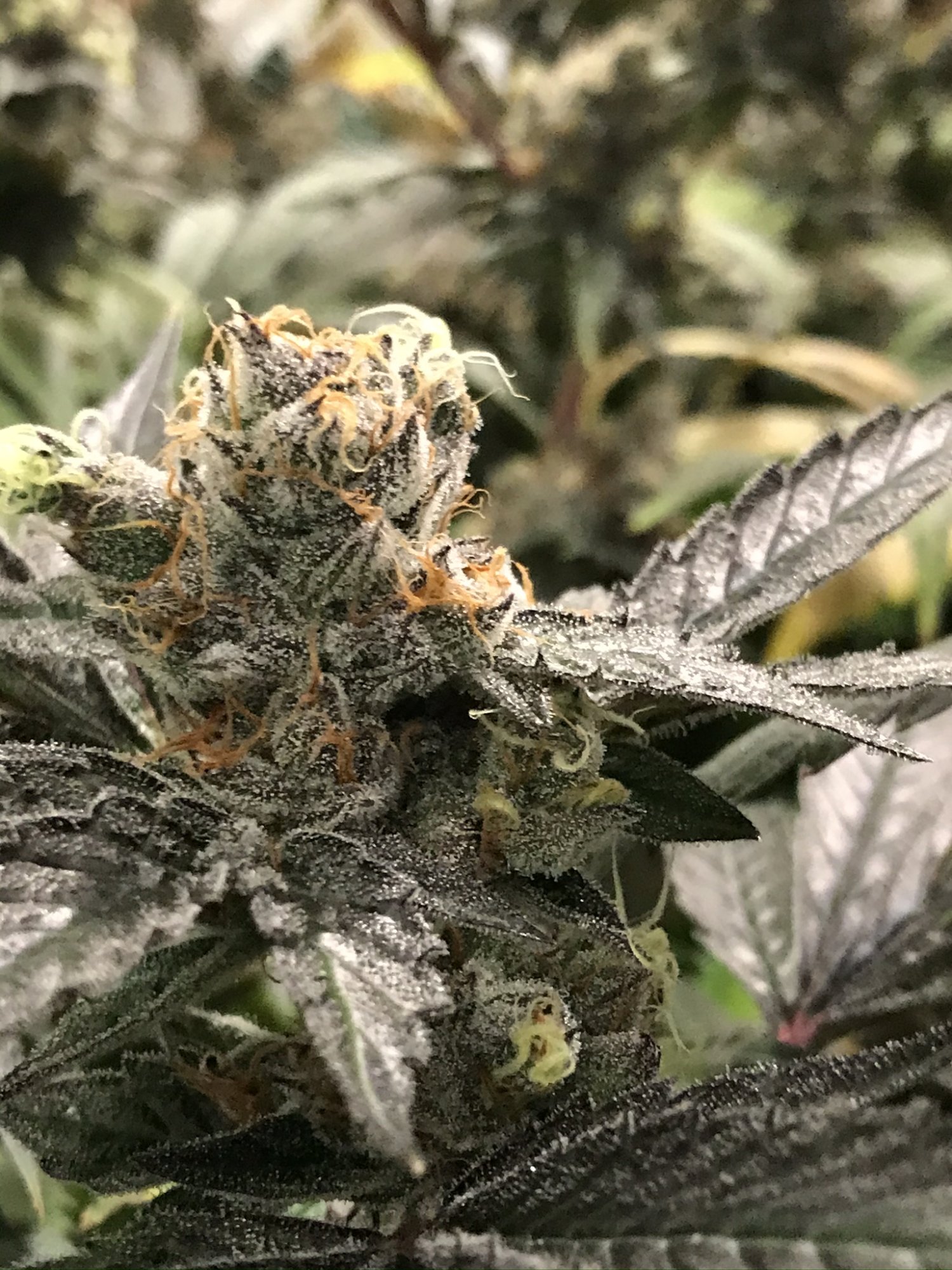 Gelato 7