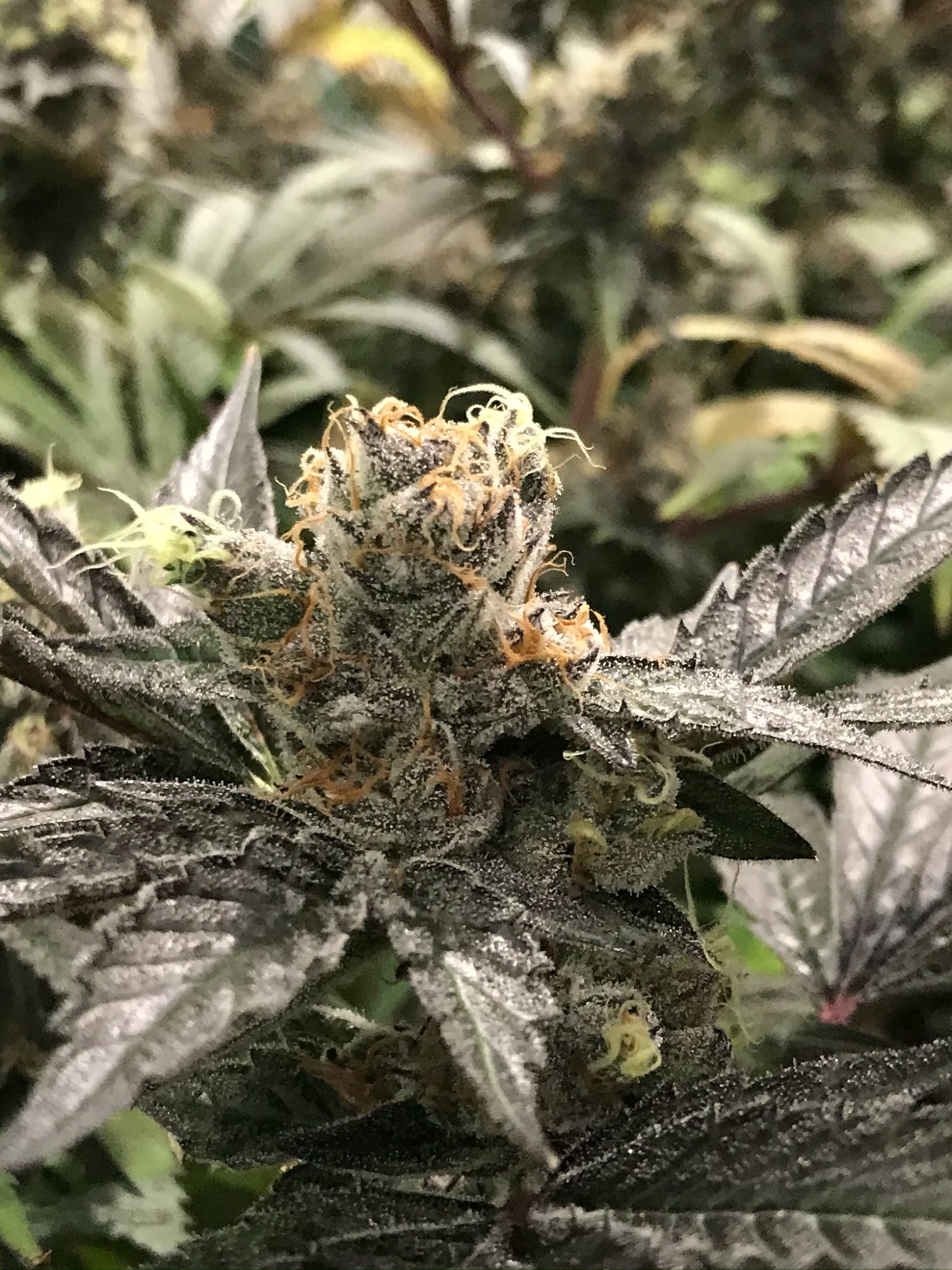 Gelato 8