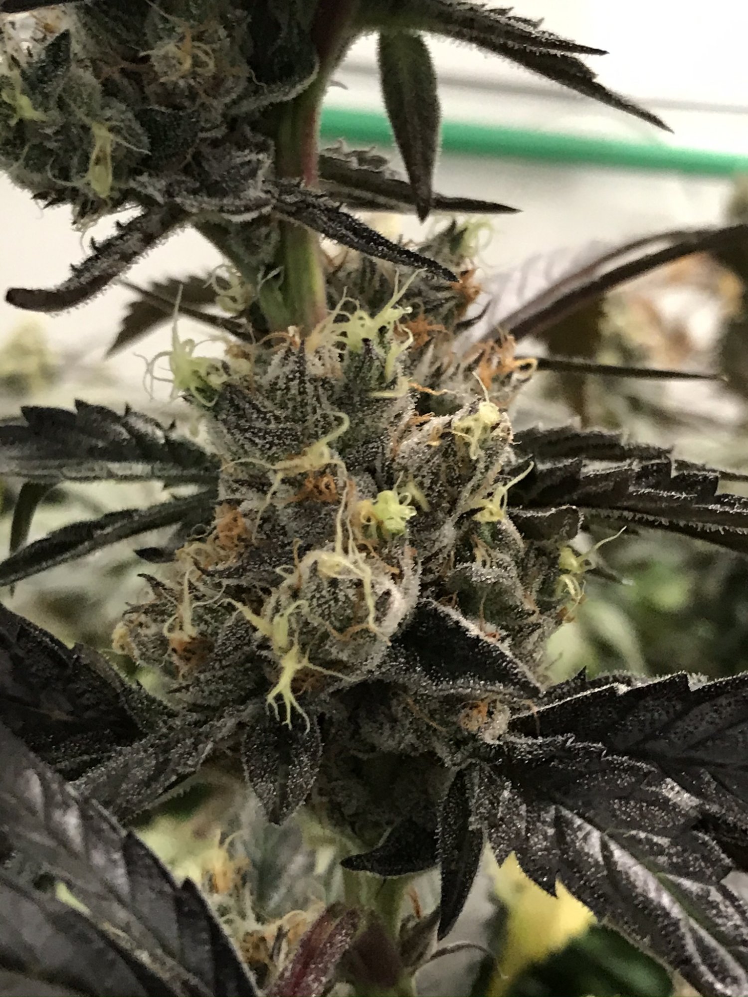 Gelato 9