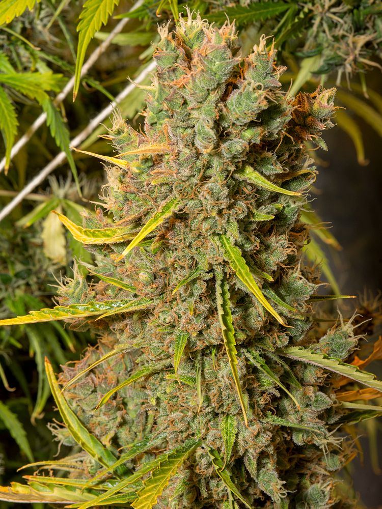 Gelato Apr 21 Three