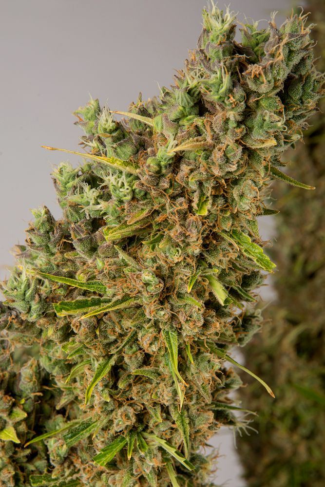 Gelato bud three 22 Apr