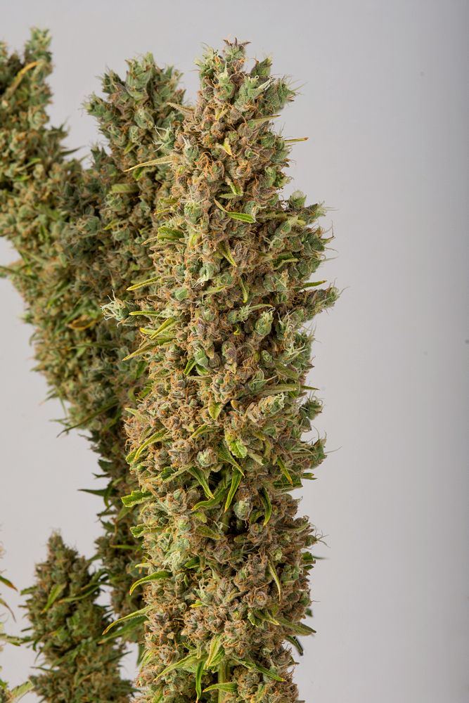 Gelato bud two 22 Apr