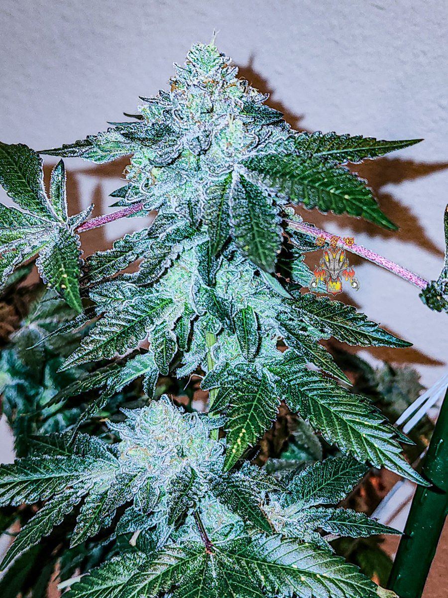 Gelato dosido 1