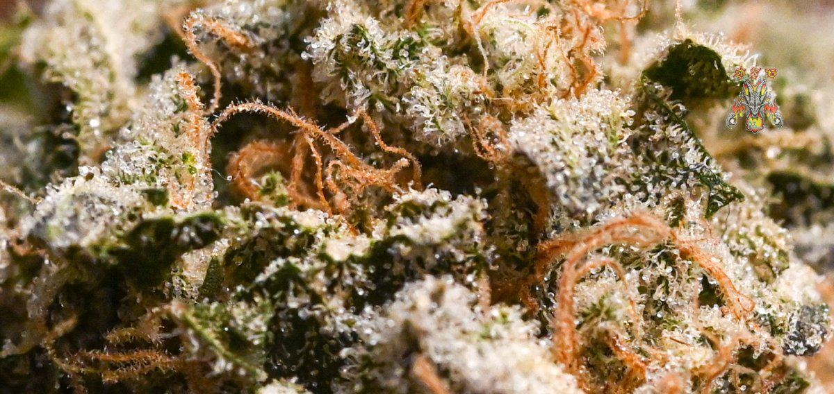 Gelato dosido 2 2
