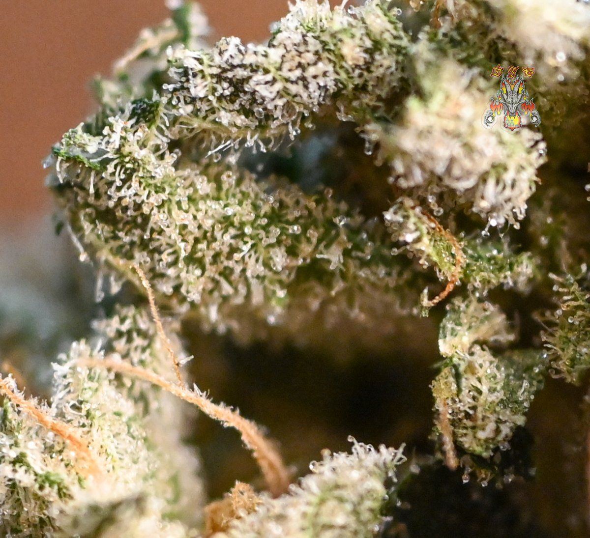Gelato dosido 3