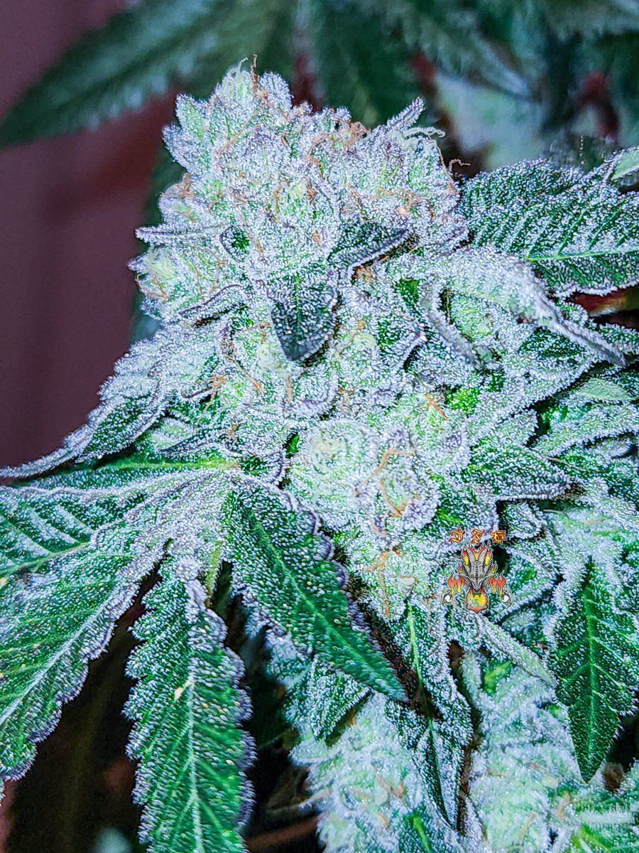 Gelato dosido