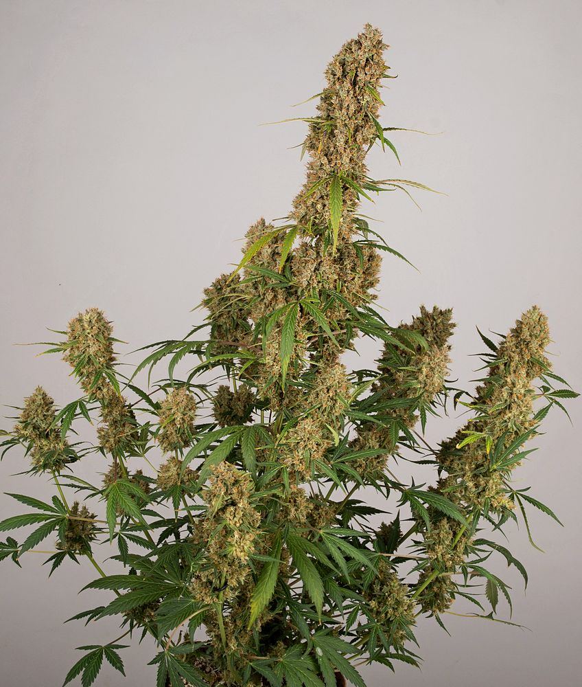 Gelato front two