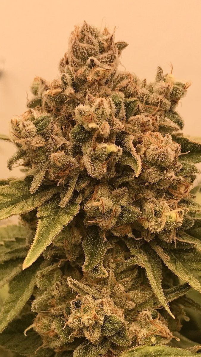 Gelato