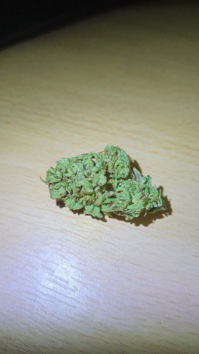 Gelato