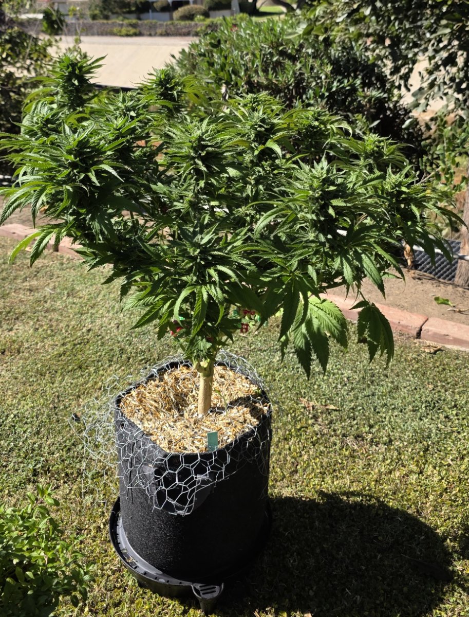 Gelato