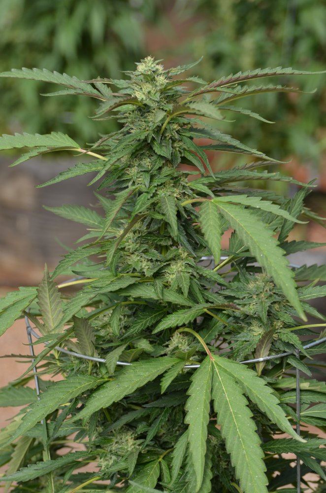 Gelato