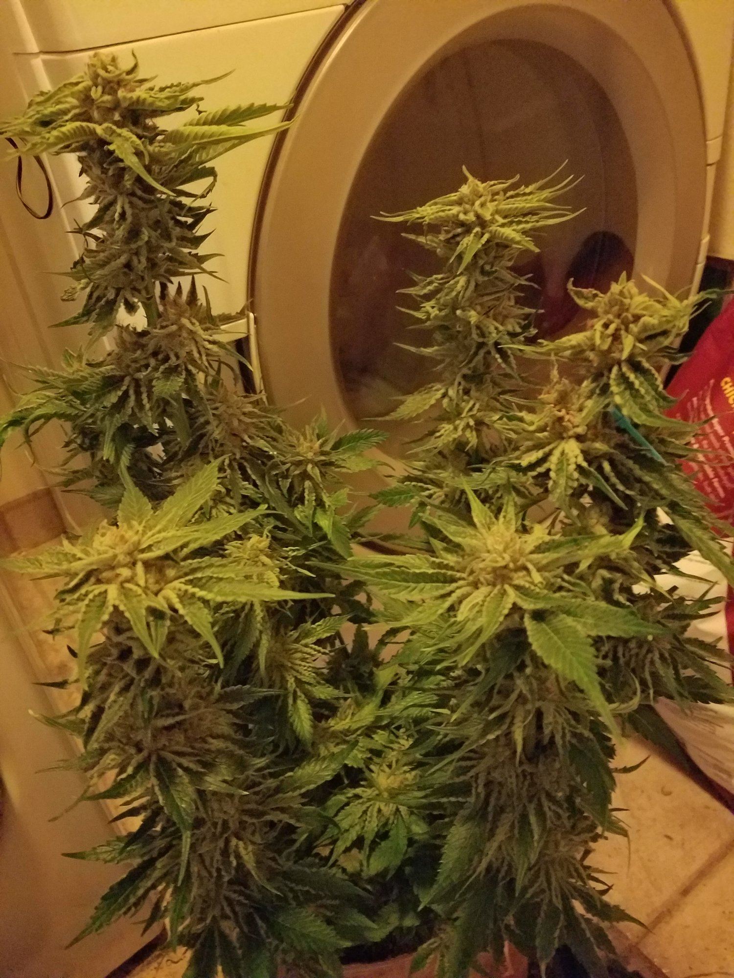 Gelato