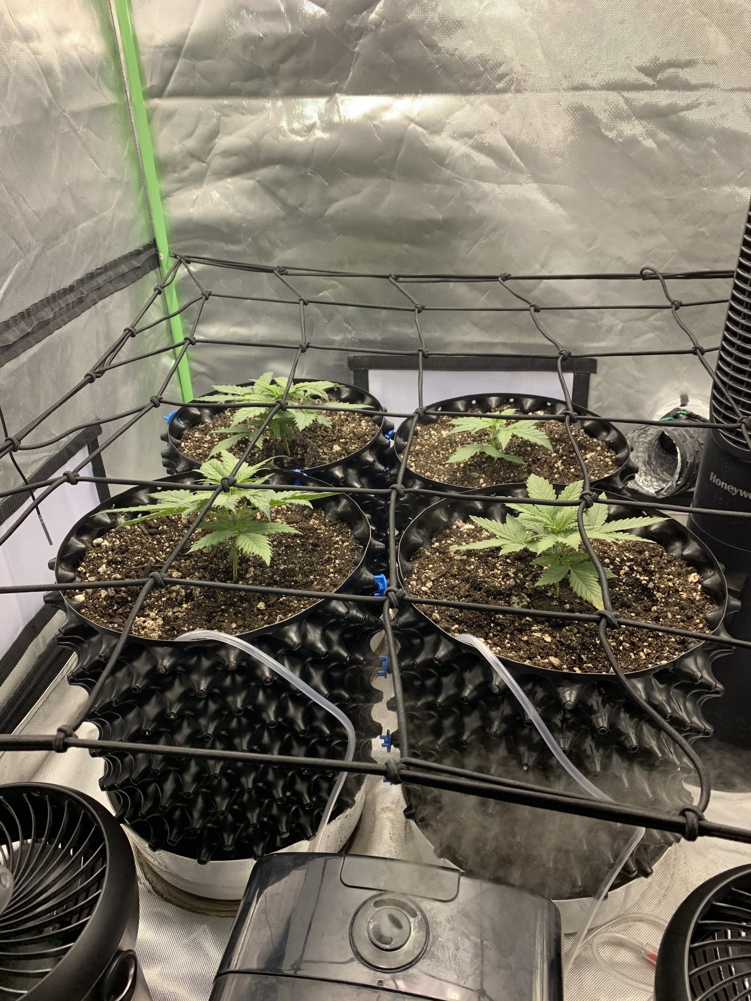 Gelato strain at 6 week grow