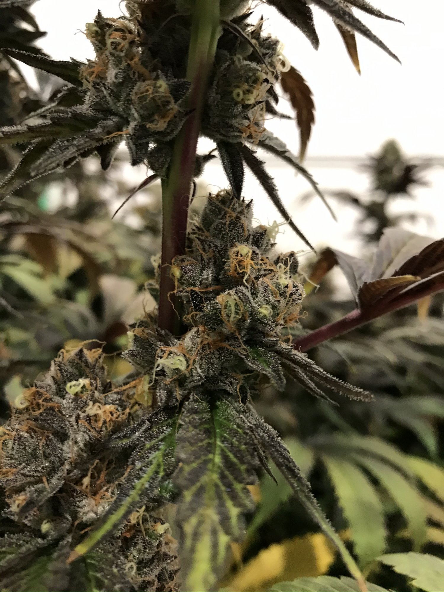 Gelato ten