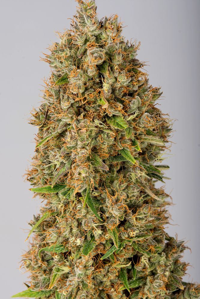 Gelato top 13 Apr web