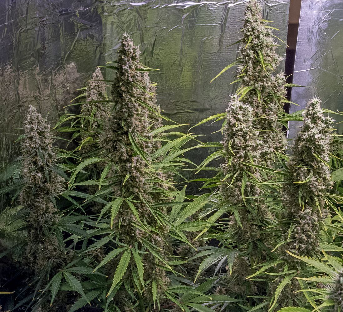 Gelato Two 2 Apr Day 86