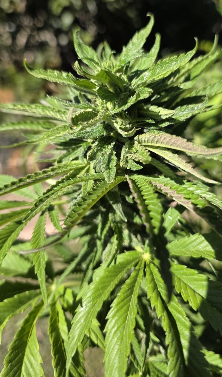 Gelato3