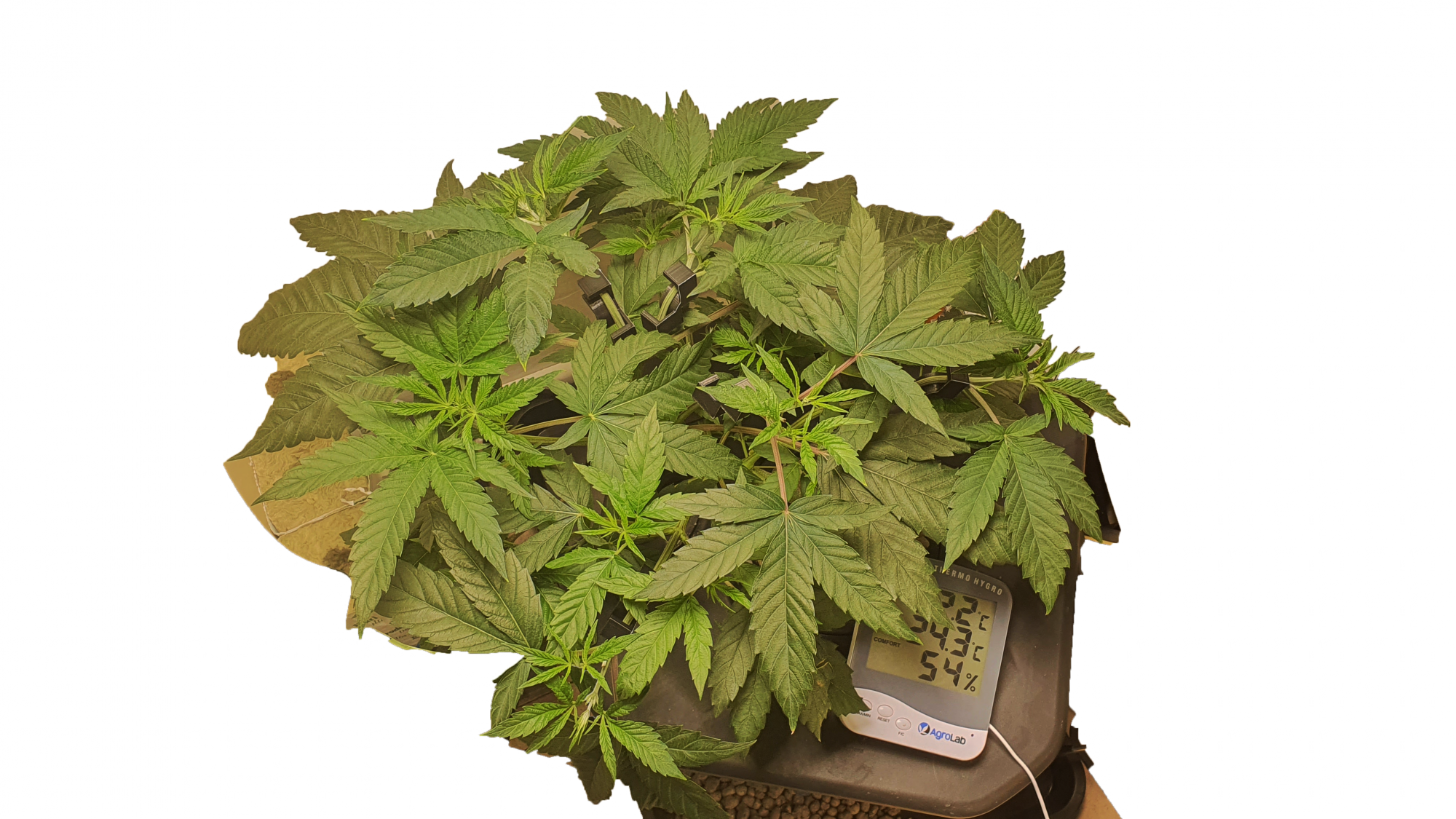 Gender also when do i flip to flower 4