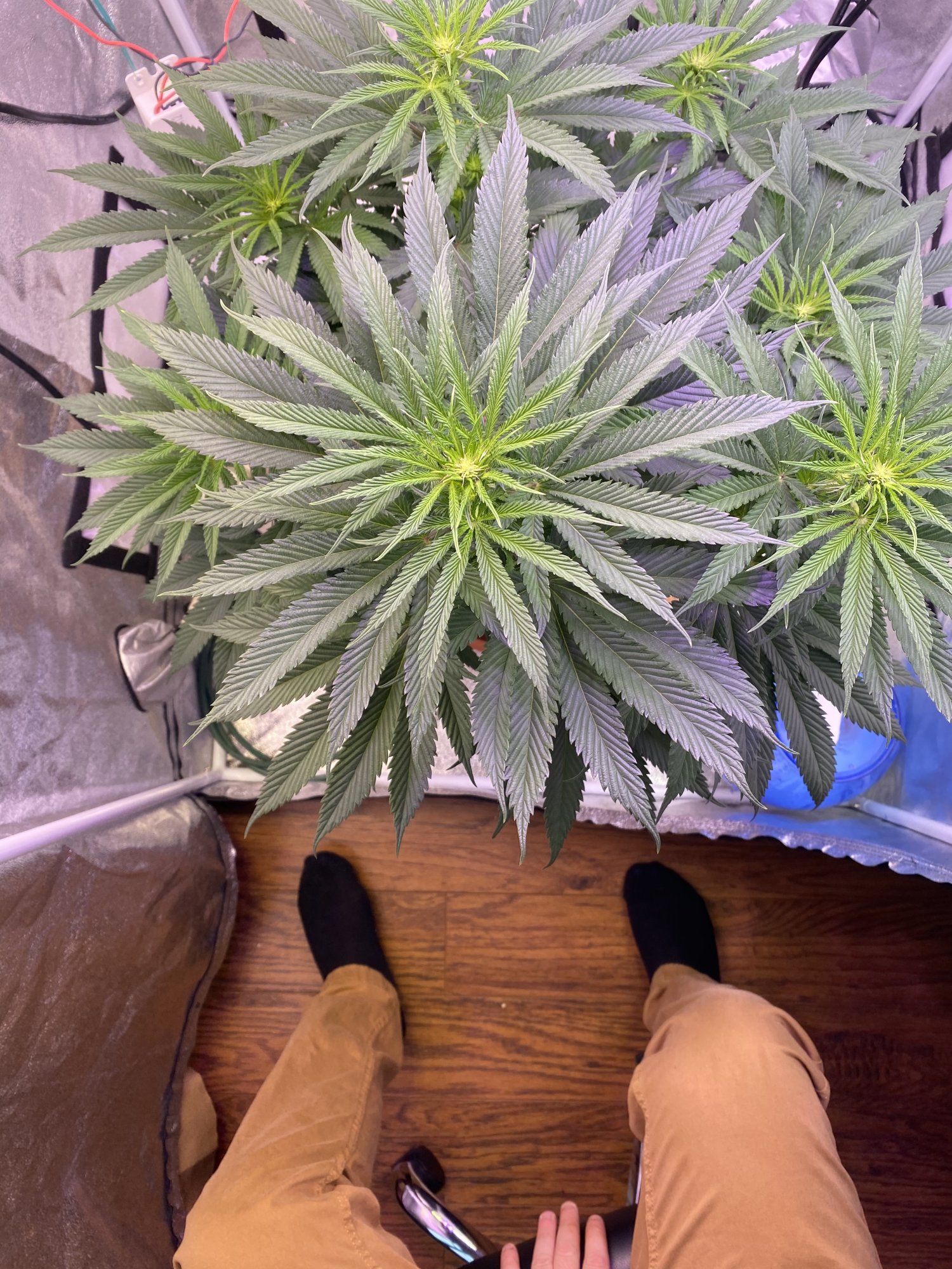 General question about different colors of flower 3