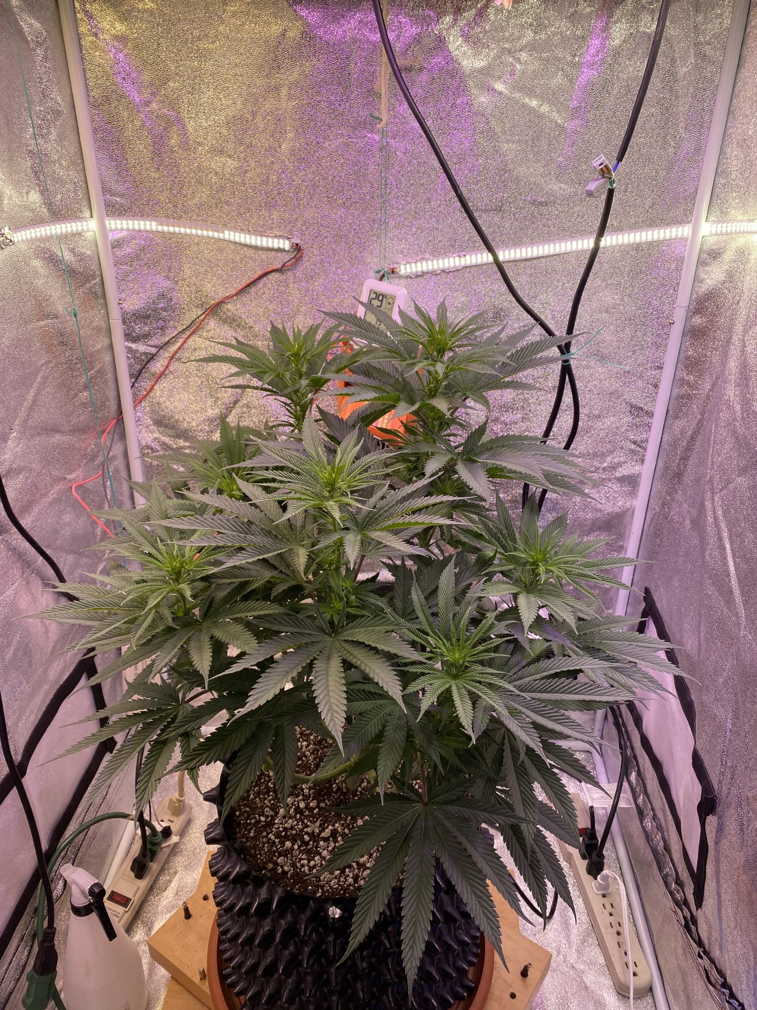General question about different colors of flower 4