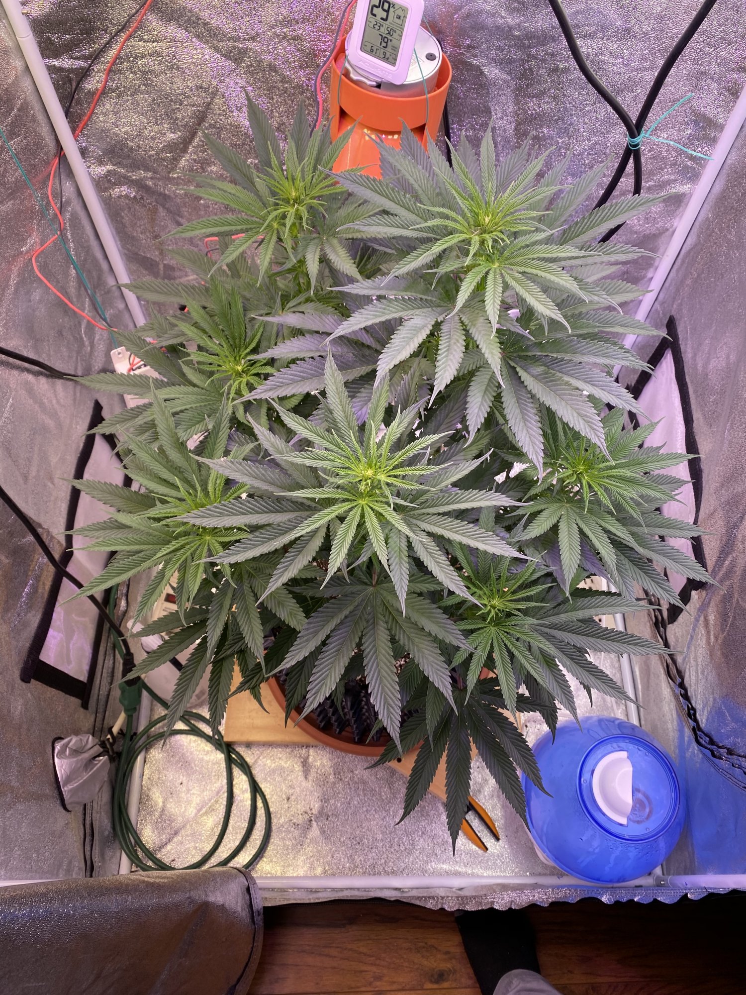 General question about different colors of flower 5