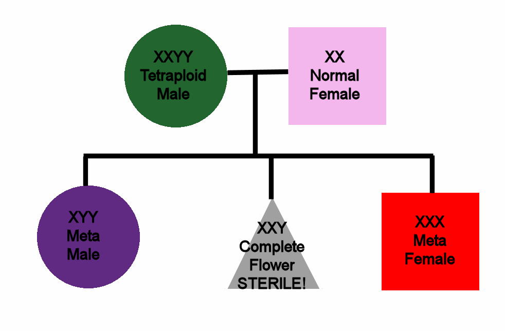 GeneticsD