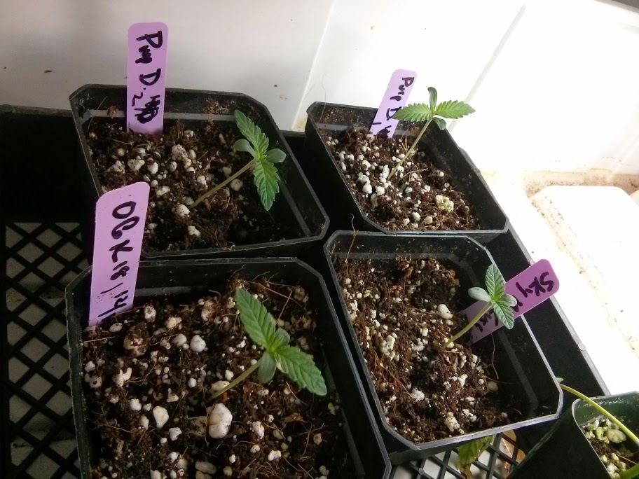 Geneticsorama 2