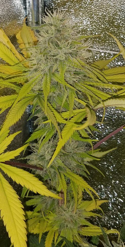 Genofarm purple haze auto 10