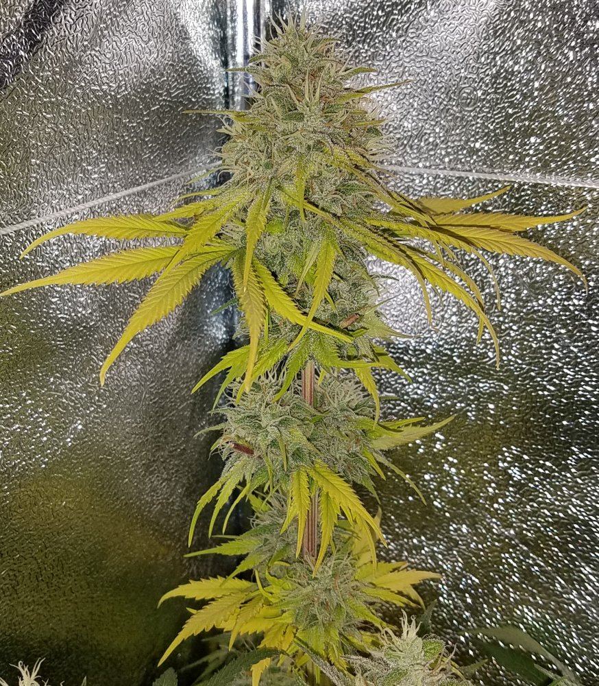 Genofarm purple haze auto 11