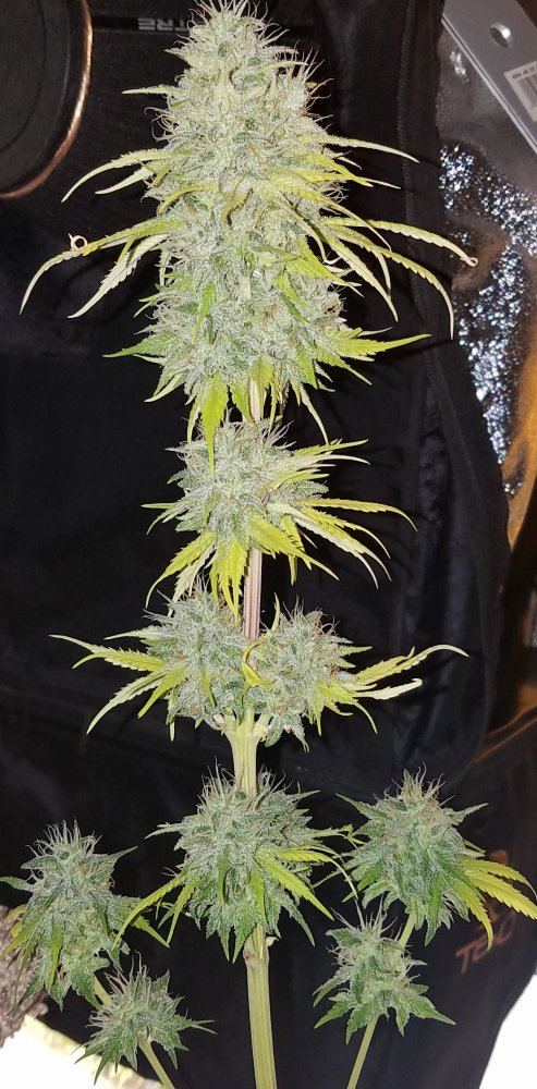 Genofarm purple haze auto 12