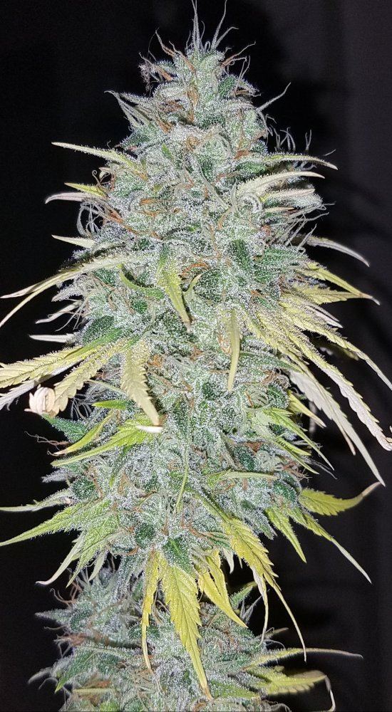 Genofarm purple haze auto 14