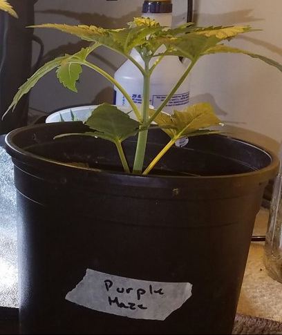Genofarm purple haze auto 3