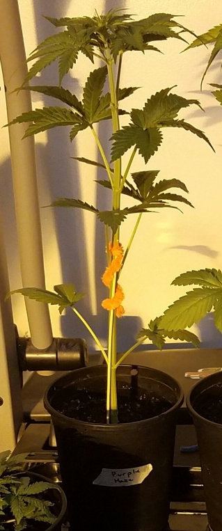 Genofarm purple haze auto 5