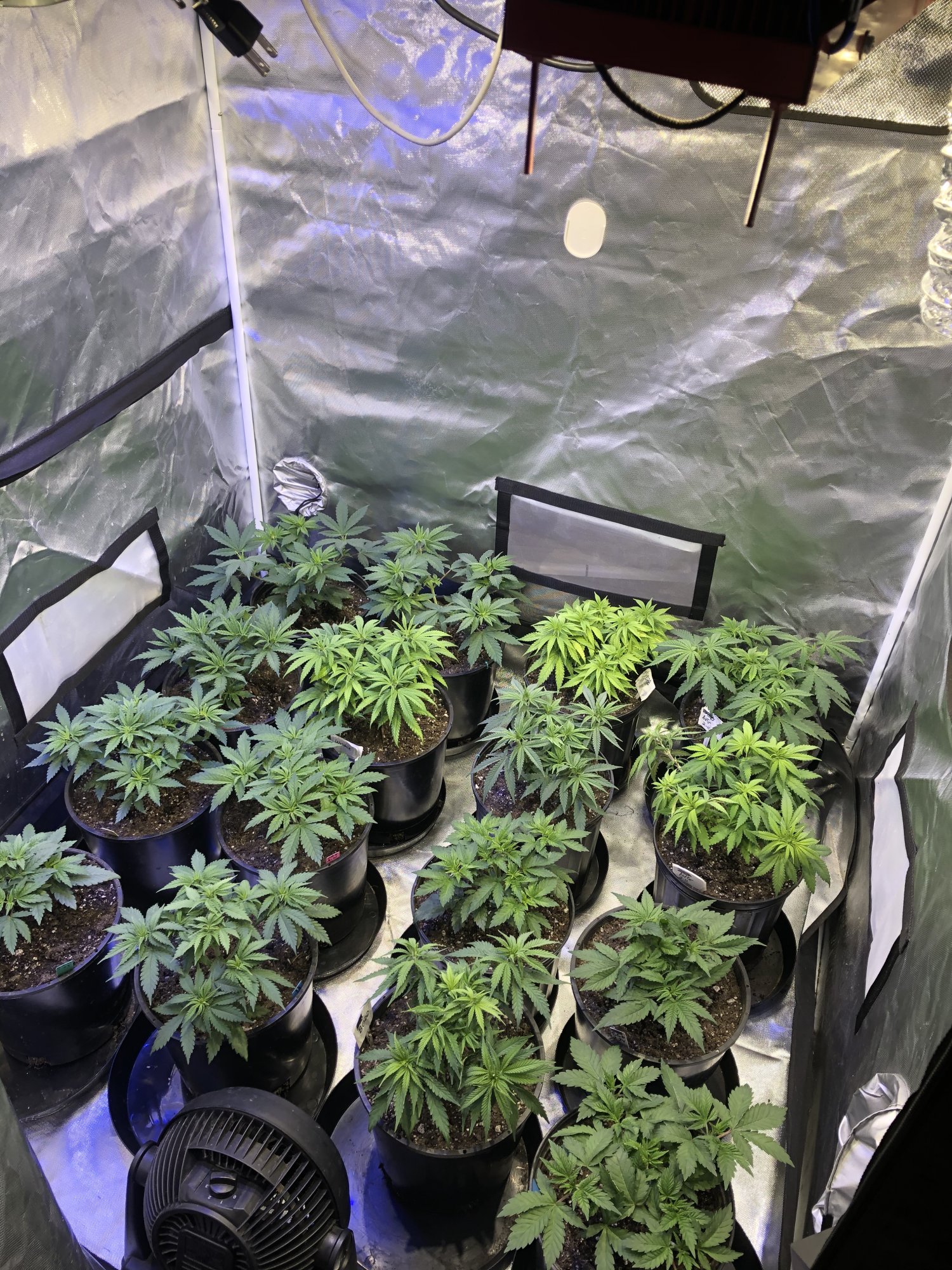 Germans grow spot
