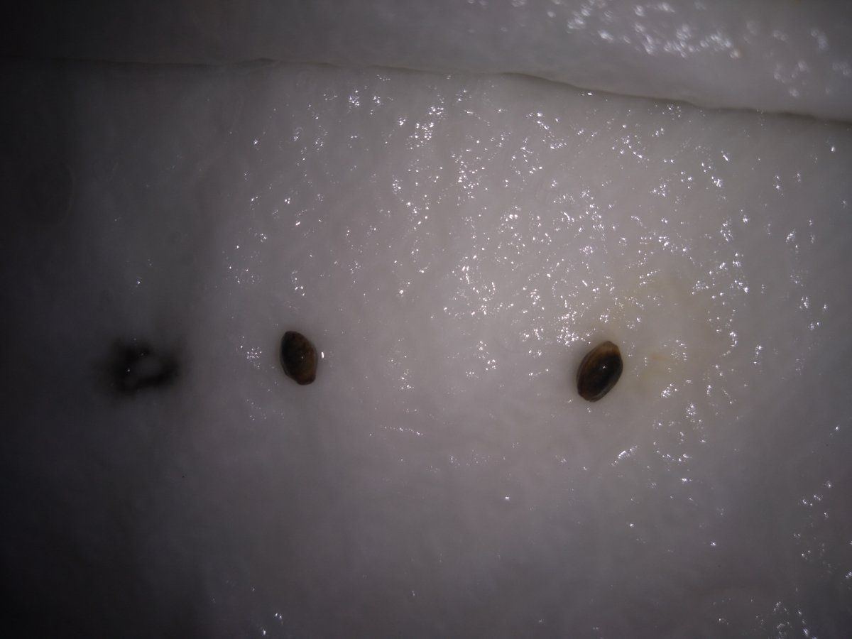 Germinating for over a week still hasnt popped 2