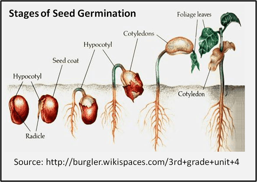 Germinating seed
