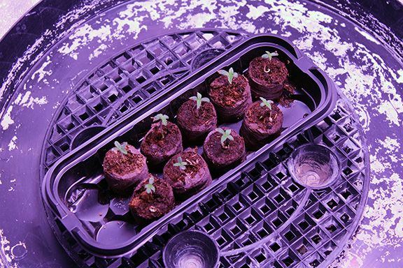 Germination 04