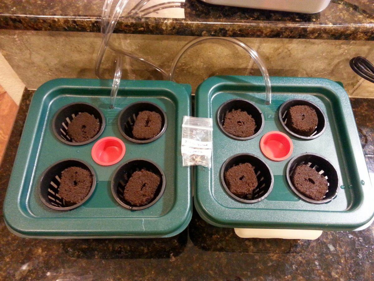 Germination