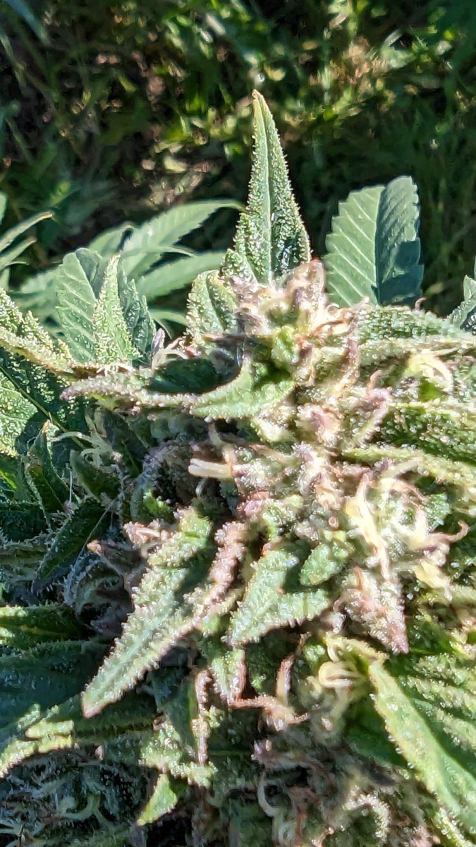 Getting close to harvest how are they looking help with harvest timing 4